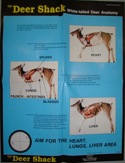 Deer Anatomy #1 Hunting Information Poster - Deer Shack