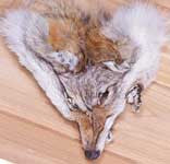 Coyote Face - Deer Shack