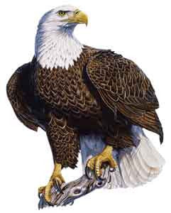 Color Decal - Eagle - Deer Shack