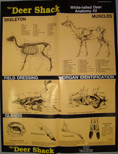Deer Anatomy #2 Hunting Information Poster - Deer Shack