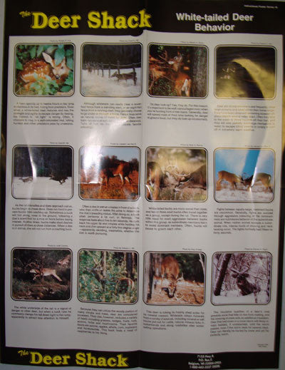 Whitetail Deer Behavior Guide Poster - Deer Shack