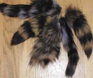 Raccoon Tails- 1 Dozen Small - Deer Shack