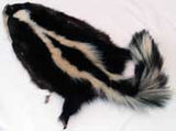 Skunk Pelt - Deer Shack