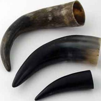 Water Buffalo Horn Polished 6-8 inches - Deer Shack